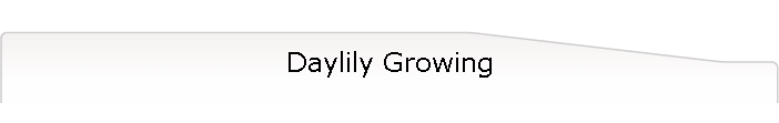 Daylily Growing