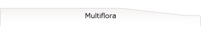 Multiflora