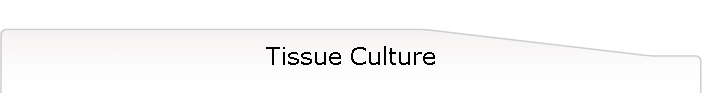 Tissue Culture