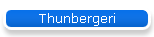 Thunbergeri