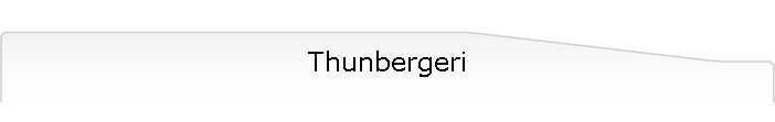 Thunbergeri
